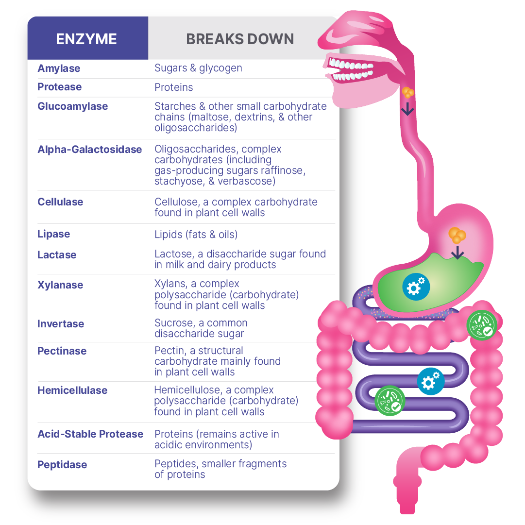 Digestive Enzyme and Probiotic breakdown chart showing various enzymes and their functions in digestion.