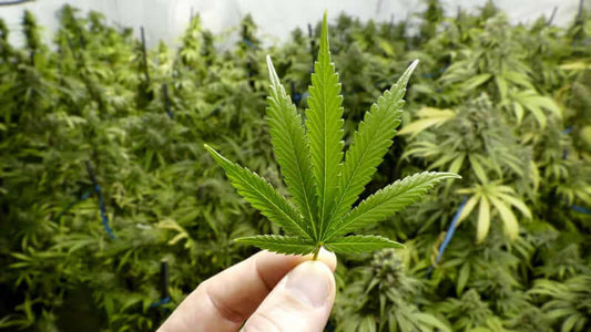 Non-Drug Chronic Pain Relief