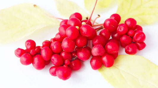 Fresh Schizandra berries with yellow leaves on a white background.