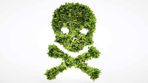 Toxicity and Your Health