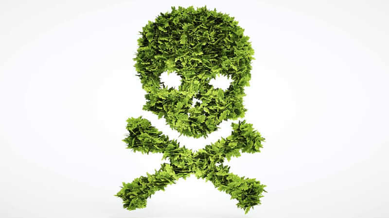 Pesticide Health Dangers