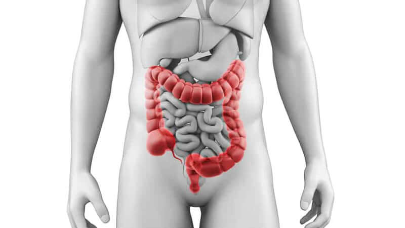 Leaky Gut Syndrome: Cabot