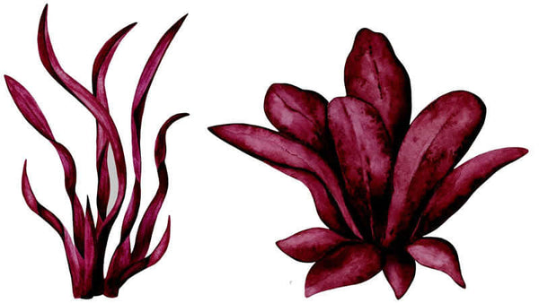 Dulse