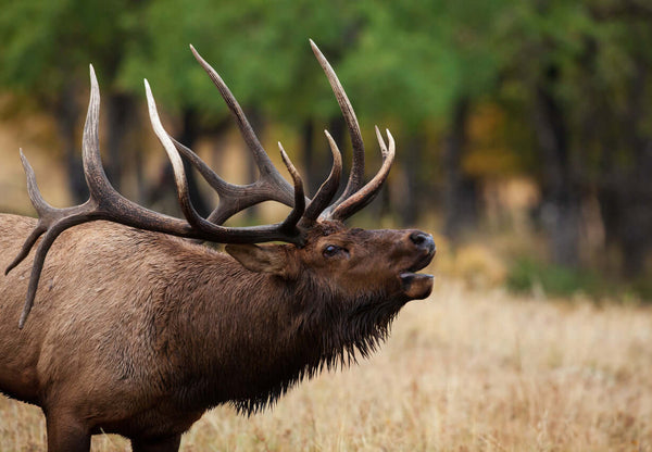 Elk Antler Velvet and Testosterone