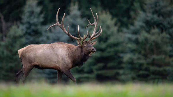 Elk Antler is Anti-aging
