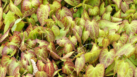 Close-up of Epimedium leaves showcasing their unique colors and textures.