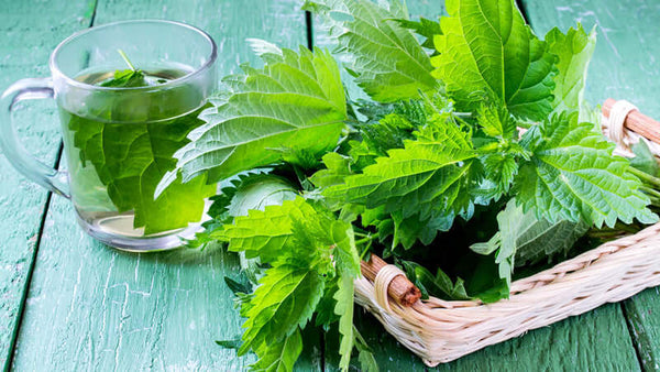 Nettle