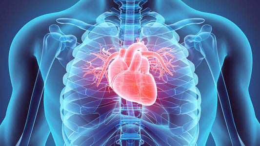 Heart, Circulation and Nattokinase