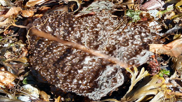 Algae: Brown
