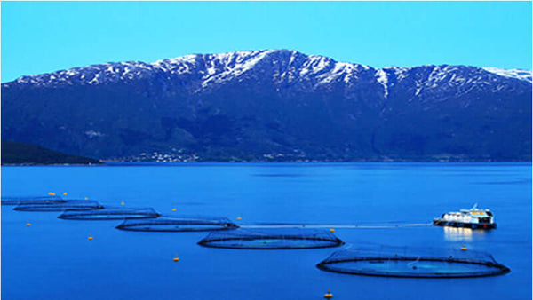 Farmed Salmon Troubles