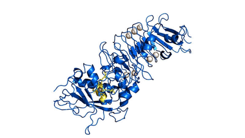 3D structure of Serrapeptase, an enzyme studied in Serrapeptase Research.