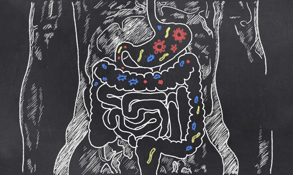 Digestive System Explained and Disorders