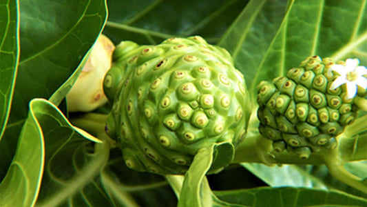 Close-up of Noni fruit growing among lush green leaves, highlighting its unique texture and shape.