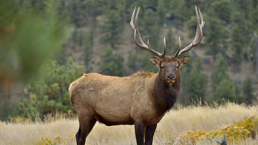 Elk Antler Velvet: Uses and Scientific Studies