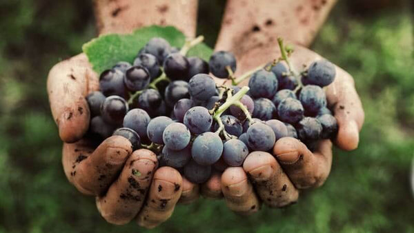Humic and Fulvic Acid Basics