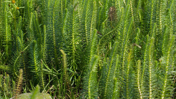 Horsetail