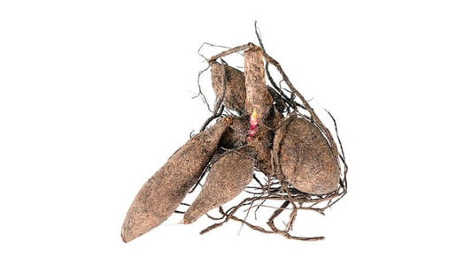 Prebiotic Inulin by Martin Pytela - raw roots used to extract inulin for gut health.