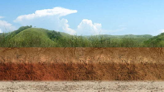 Humic Acid Effects on Animals and Humans, showing layers of soil and vegetation in a natural landscape.