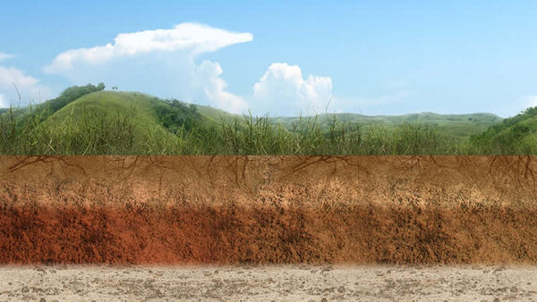Humic Acid Effects on Animals and Humans (pdf)