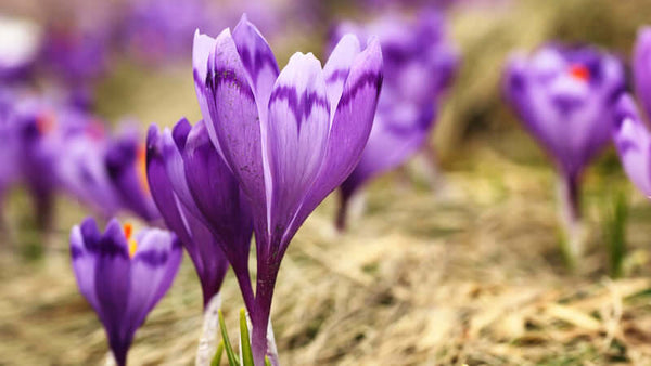 Saffron