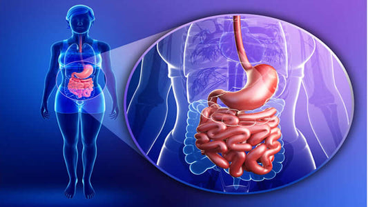 Illustration of the human digestive system highlighting its importance for Digestive System and Your Health.