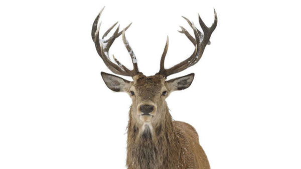 Elk Antler for Animals