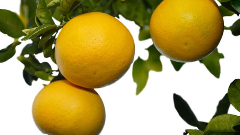 Modified Citrus Pectin and Cancer