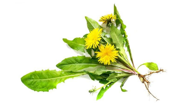 Dandelion