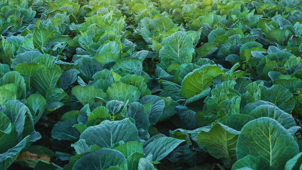 Exsula Superfoods for Longevity
