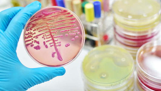Fungi Cause Catastrophic Diseases