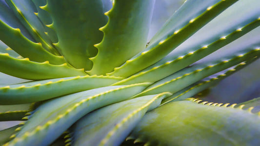 Close-up of aloe vera plant showcasing its succulent leaves, related to Glyconutrients Saved A Doctor's Life.