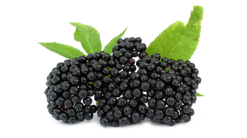 Fresh elderberry clusters with green leaves, showcasing the natural beauty of elderberry fruits.