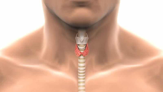 Effects of Fluoride on Your Thyroid