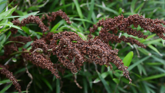 Close-up of Yellow Dock plant with brown seeds against green foliage.