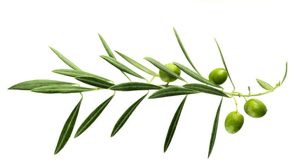 Olive Fruit, Leaves and Bark
