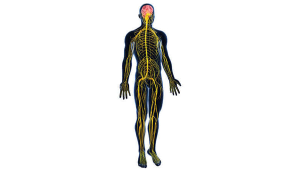 Magnesium for Your Nervous System
