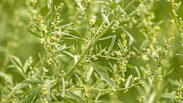 Wormwood
