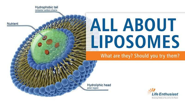 Liposomes: Power of Intravenous Therapy in Oral Delivery