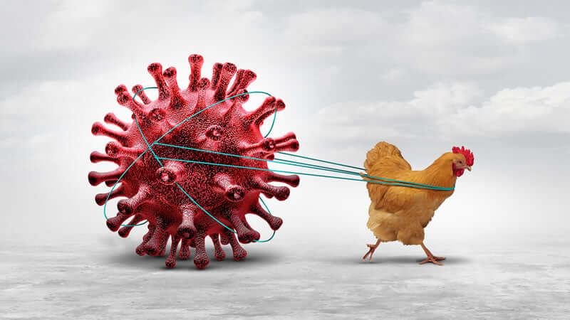 Avian Flu Fright