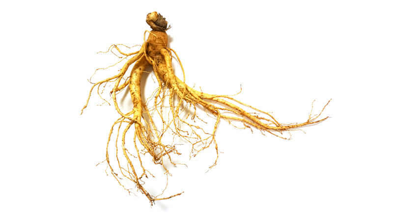 Ginseng root with long, intricate roots on a white background, showcasing its natural texture and form.