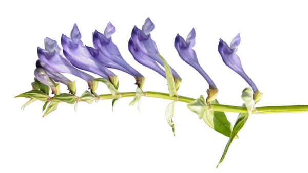 Skullcap