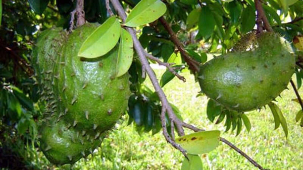Graviola