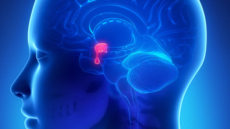 Pituitary Gland