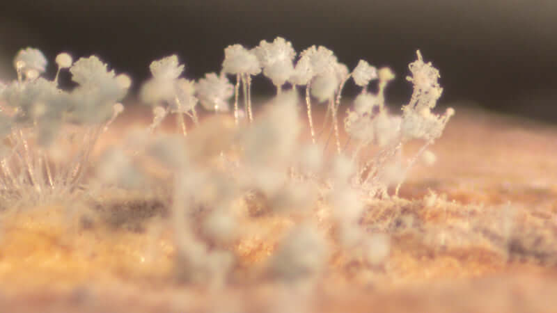 Mycosis, Fungus And Yeast