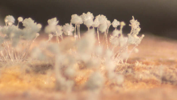 Mycosis, Fungus And Yeast