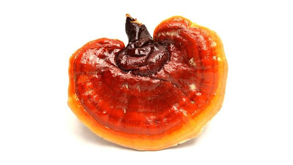 Reishi