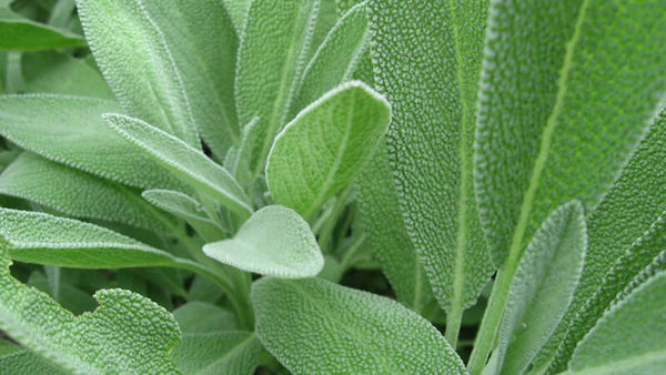 Sage