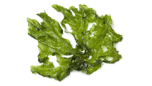 Close-up of fresh Algae Green, showcasing its vibrant color and unique texture.