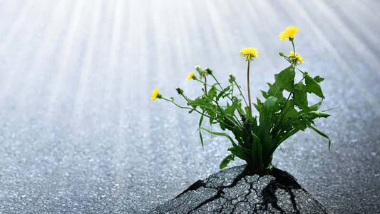 ORMUS Effects on Plants Illustrated (pdf)