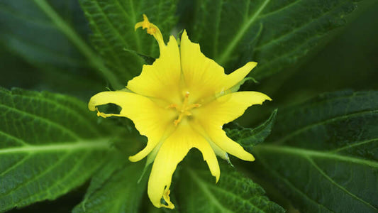 A close-up view of a yellow Damiana flower surrounded by green leaves.